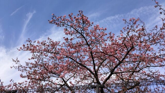 思い出の里市営霊園の河津桜と青空