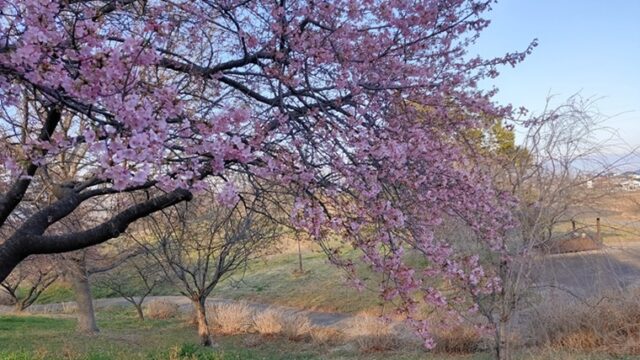 榛の森公園の丘の上の河津桜