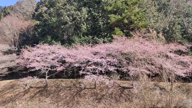 桃木農村公園で斜面に植えられた河津桜