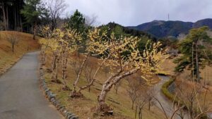 梅の公園の黄色いロウバイ
