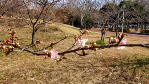 みさと公園の河津桜