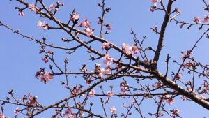 石川川の河津桜