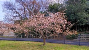 思い出の里市営霊園の河津桜