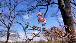 権現堂公園の河津桜の花と蕾