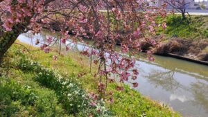 青毛堀川の河津桜と水仙