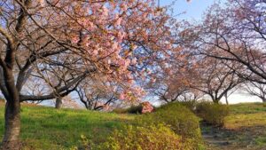 榛の森公園の中央の丘の河津桜と園路