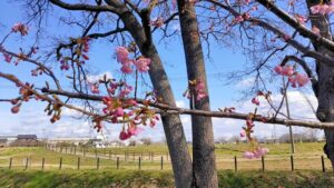権現堂公園の河津桜の花と遠景