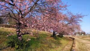 榛の森公園の河川敷の河津桜