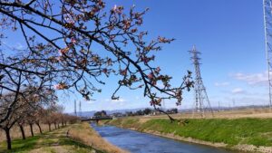 すみよし桜の里の河津桜と川