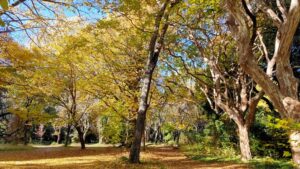 小石川植物園雑木林の紅葉
