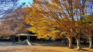 小金井公園雑木林の紅葉