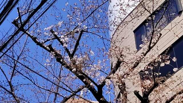 南大塚三丁目桜並木通りの桜