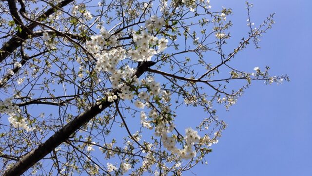 染井よしの桜の里公園のオオシマザクラ
