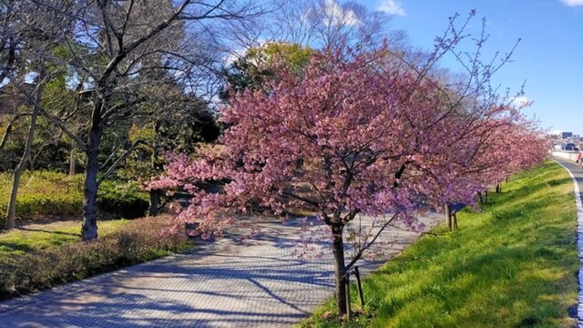 山崎公園の河津桜
