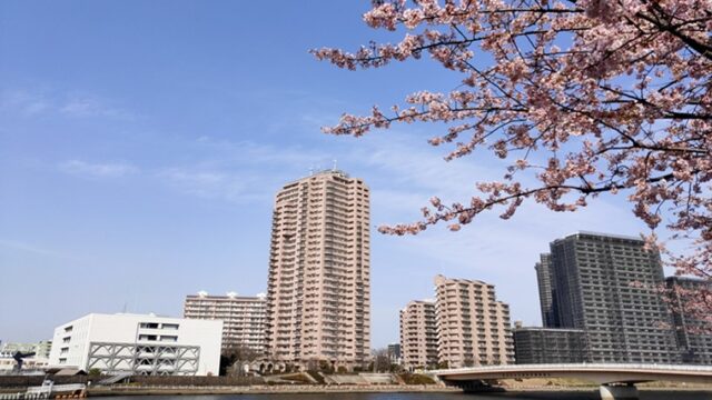 汐入公園の大寒桜と高層ビル