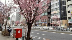 明治通りと陽光桜