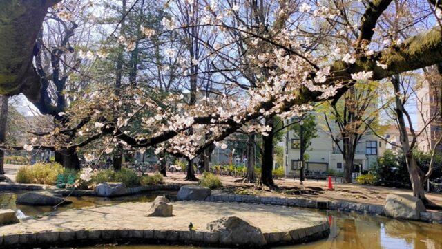 板橋区平和公園の桜と池