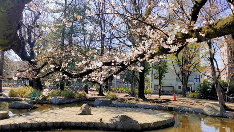 板橋区平和公園の桜と池