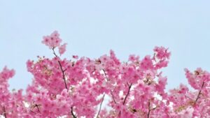 陽光桜と青空