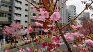 明治通りの陽光桜