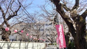 染井よしの桜の里公園近くの桜並木