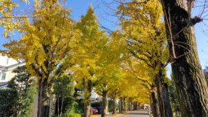 田園調布駅西口のイチョウ並木の黄葉の景色