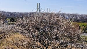 権現堂公園展望の丘から見た梅と外野橋