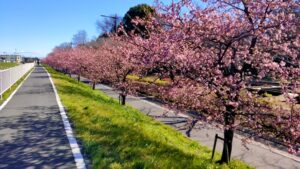 山崎公園の河津桜の上からの眺め