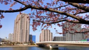 汐入公園の大寒桜と隅田川