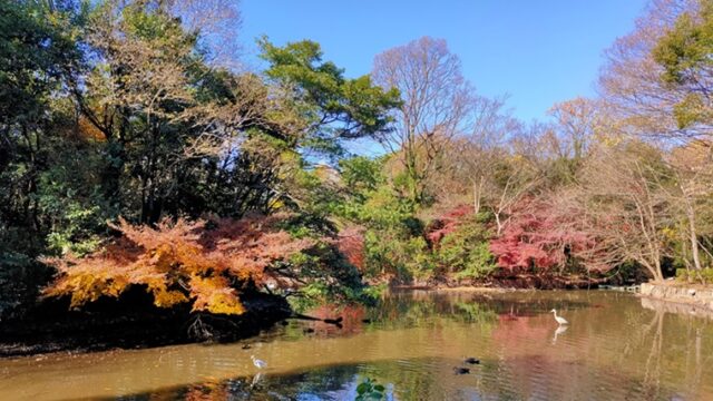 和田堀公園の池と紅葉