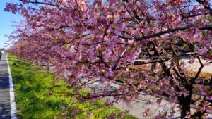 山崎公園の河津桜の花