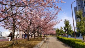 汐入公園の大寒桜と周辺道路