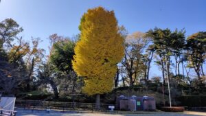 多摩川台公園のイチョウの黄葉
