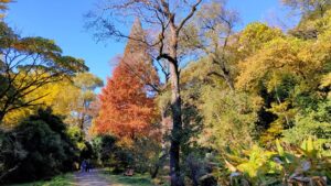 小石川植物園のメタセコイアやイチョウの紅葉