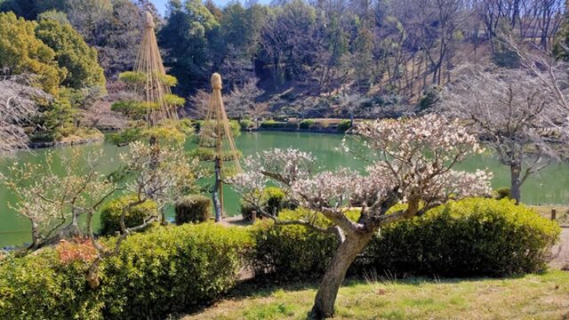 薬師池公園の梅と薬師池