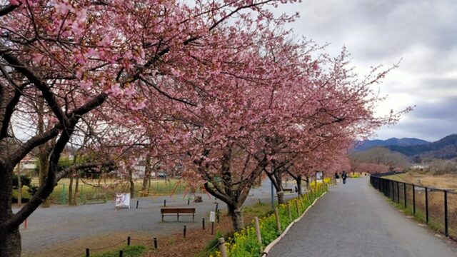 小田野中央公園の河津桜と園路