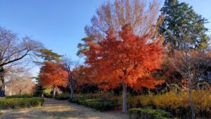 和田堀公園で紅葉するモミジ