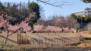 小山馬場谷戸公園の河津桜の並木