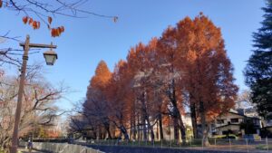 善福寺川緑地て紅葉するメタセコイア