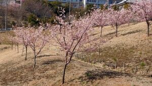 小山馬場谷戸公園の斜面の河津桜