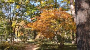 皇居東御苑二の丸雑木林の紅葉