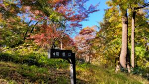箱根山地区のモミジの紅葉