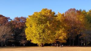 小金井公園イチョウの大木の黄葉
