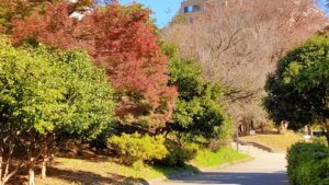 箱根山地区広場付近の紅葉