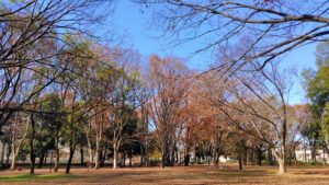 和田堀公園で紅葉するケヤキ
