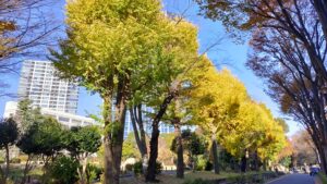 戸山公園大久保地区のイチョウの黄葉