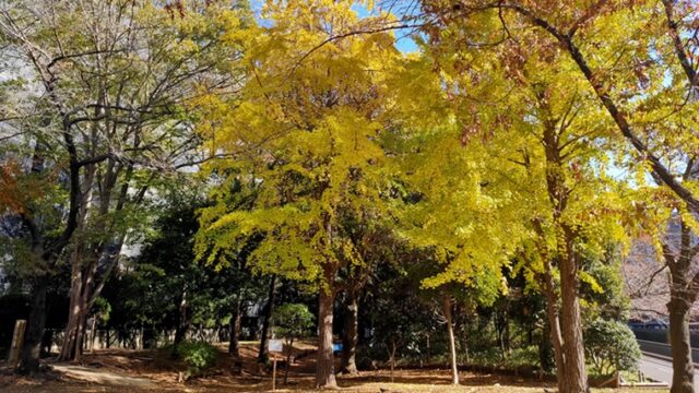 仙台堀川公園のイチョウの黄葉