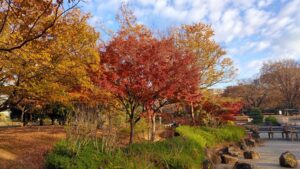 亀戸中央公園B地区のモミジの紅葉