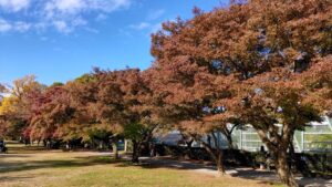 小石川植物園イロハモミジ並木の紅葉