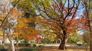 和田堀公園の紅葉